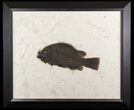Huge, Priscacara Serrata Fossil Fish - Elegantly Framed #51335-1